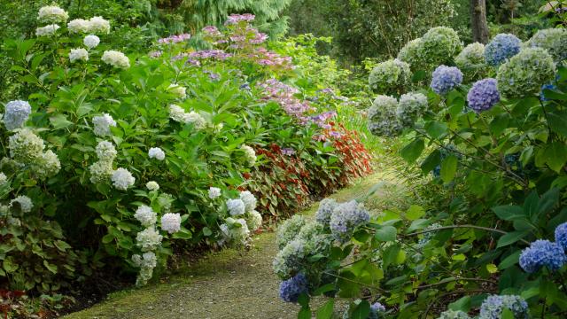 Buissons d'hortensia bleus et blancs. Buissons de fleurs roses au second plan