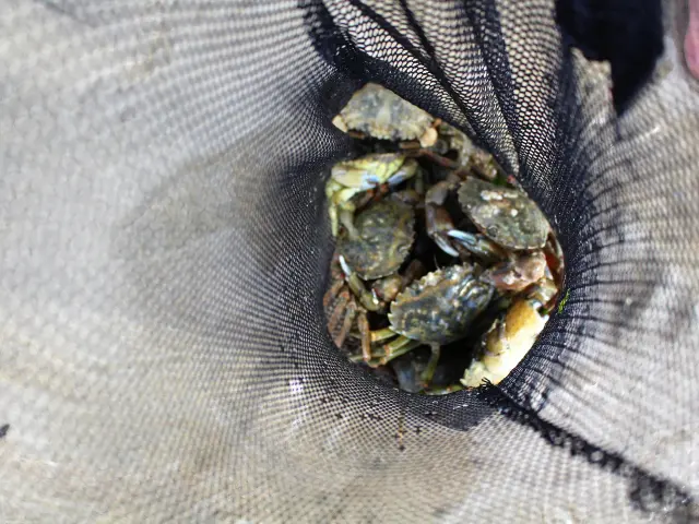 Peche A Pied Plage Dnt 6