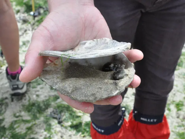 Peche A Pied Plage Dnt 1