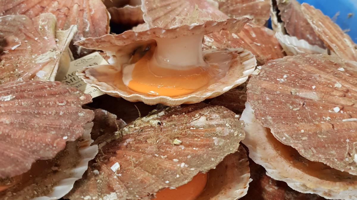 La coquille SaintJacques Dieppe, site officiel de l'Office de