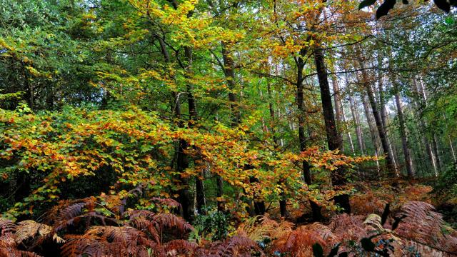 Forest Of Arques Dieppe Maritime Tourisme