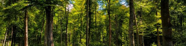 Arbres verdoyants