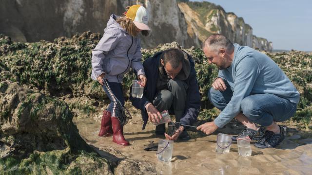 Un papa, sa fille et un guide font de la pêche à pied sur la plage de Dieppe et observe de près la faune dans une petite mare de sable