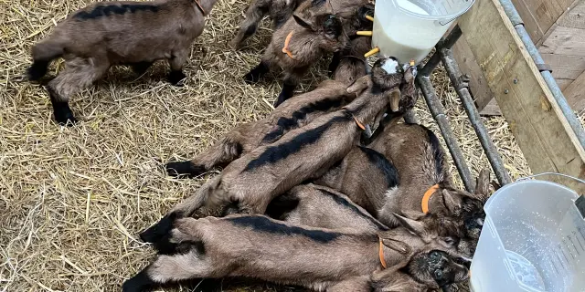 Chevreau qui se nourrissent de lait