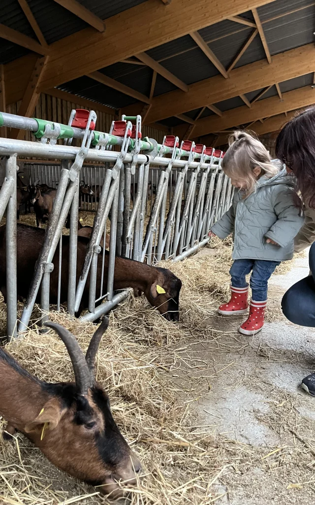 Petite fille qui regarde les chèvres