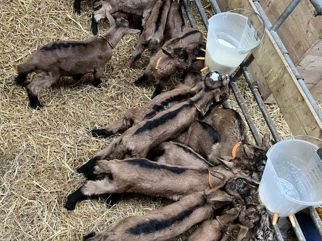 Chevreau qui se nourrissent de lait