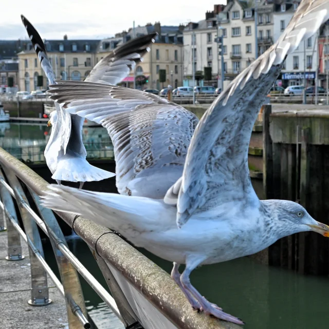 Goelands Dieppe Yann Pelcat