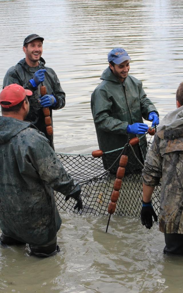 Pêche d'étang en Dombes