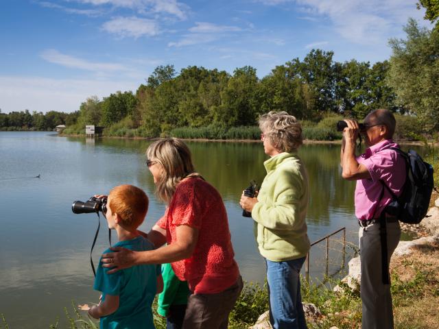 Observation des oiseaux et promenade au bord des etangs de la Dombe, Ain.