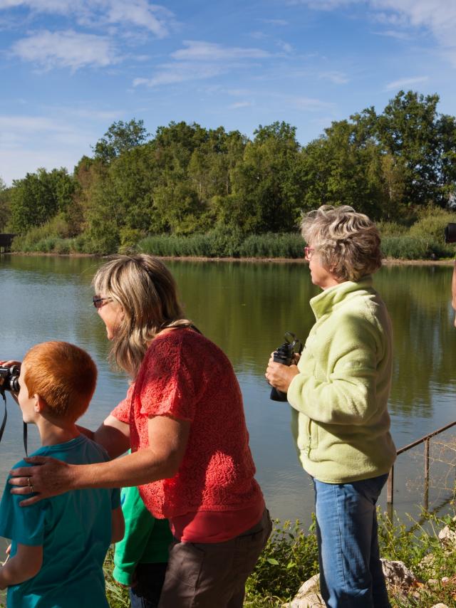 Observation des oiseaux et promenade au bord des etangs de la Dombe, Ain.