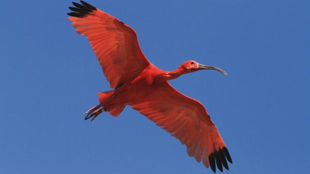 Ibis Rouge du Parc des Oiseaux