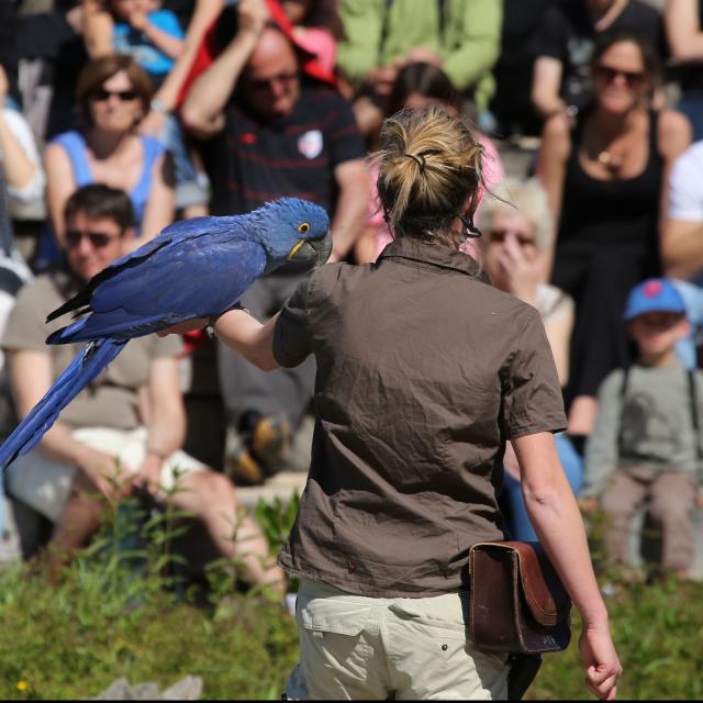 Ara Hyacinthe au Spectacle du Parc des Oiseaux