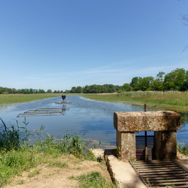 Balade aux bords des étangs de la Dombes