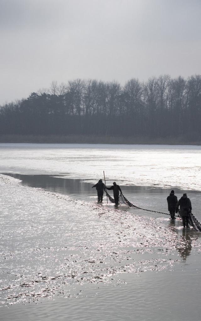 Pêche d'etang en Dombes