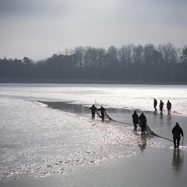 Pêche d'etang en Dombes