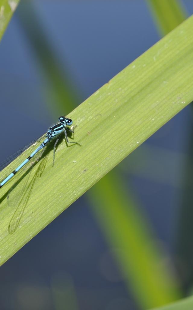 Libellule en Dombes