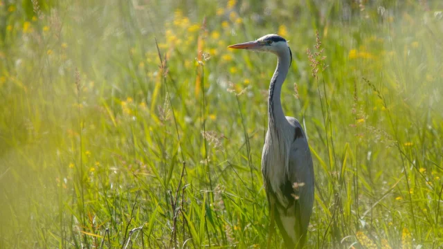 Héron cendré en Dombes observation des oiseaux