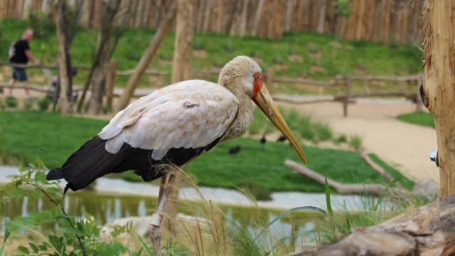 Tantale Ibis dans la Plaine Africaine du Parc des Oiseaux