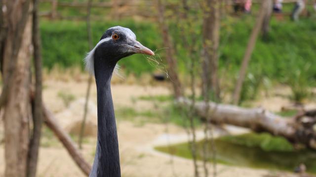 Oiseau dans la Plaine Africaine du Parc des Oiseaux