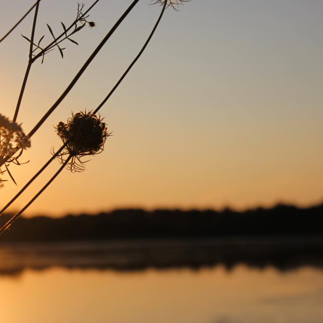 Lever de soleil sur un étang de la Dombes