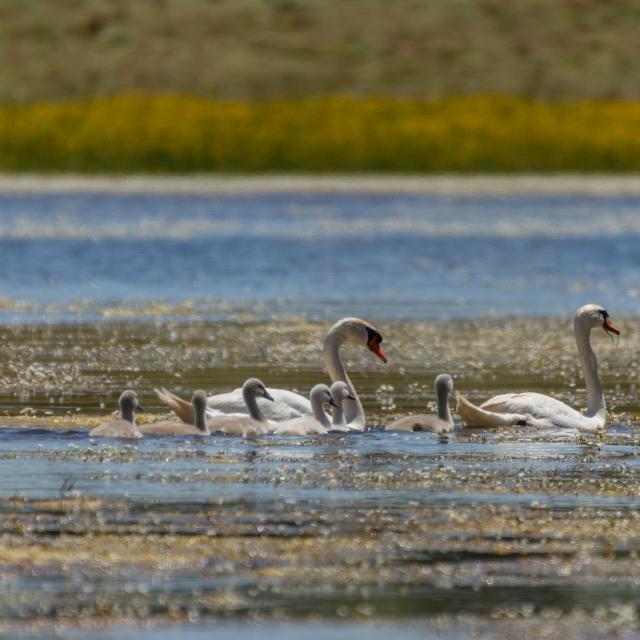 Cygnes - Balade en Dombes