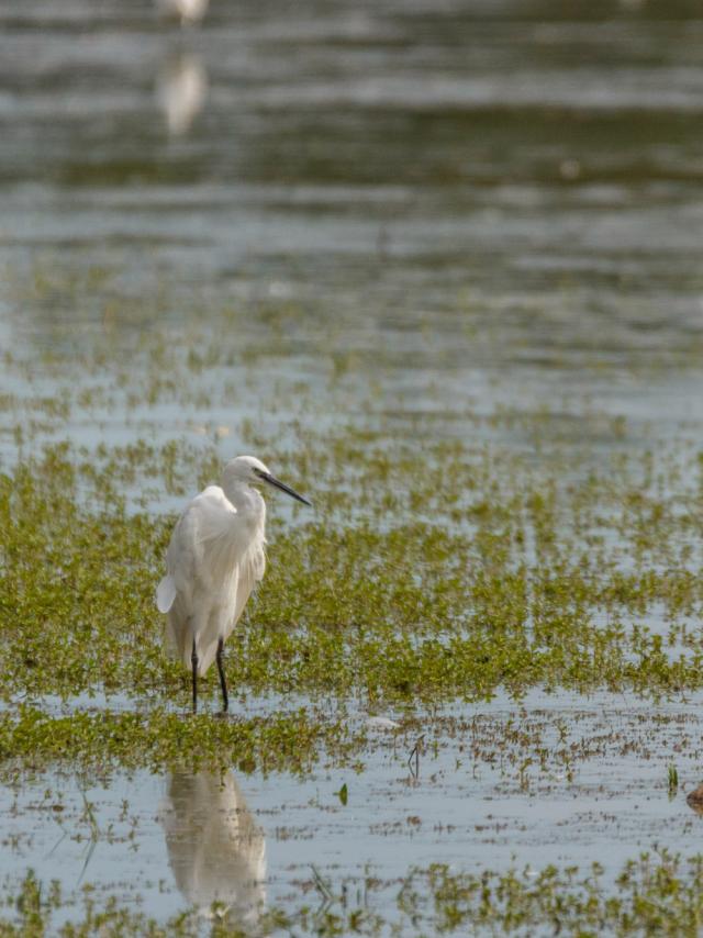 Aigrette garzette sur un étang de la Dombes