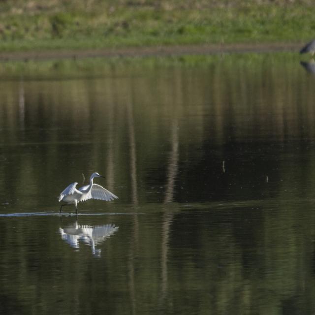 Aigrette garzette en Dombes