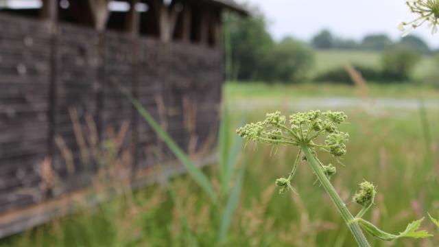 Flore et observatoire - Etang Prele