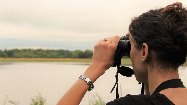 Observation des oiseaux