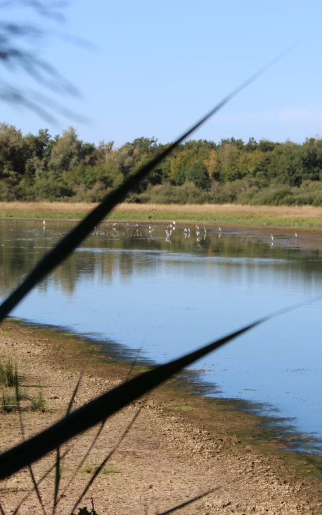 Etang de Vernange et oiseaux