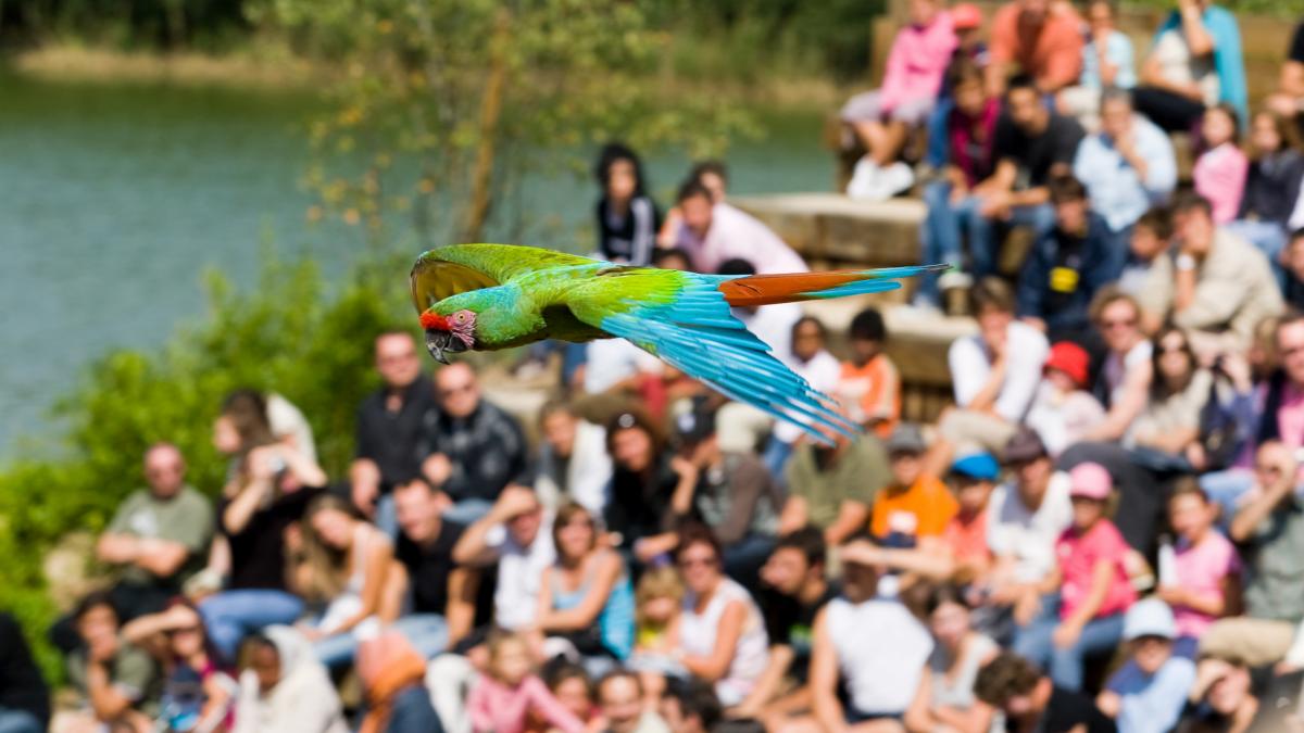 Les Musicales Du Parc Des Oiseaux 2022 Les Musicales du Parc des Oiseaux | Dombes Tourisme - Office de