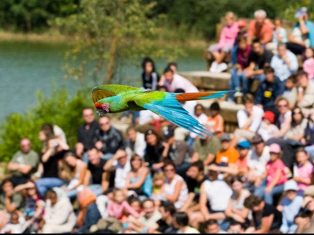 Spectacle d'oiseaux en plein vol au Parc des oiseaux