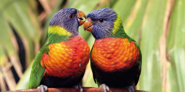 Loriquet à tête bleue au Parc des oiseaux