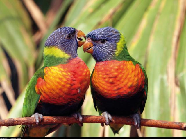 Loriquet à tête bleue au Parc des oiseaux