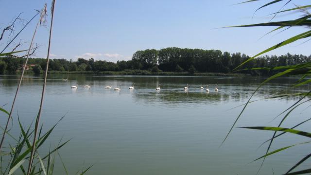 Etang de la Dombes avec des cygnes