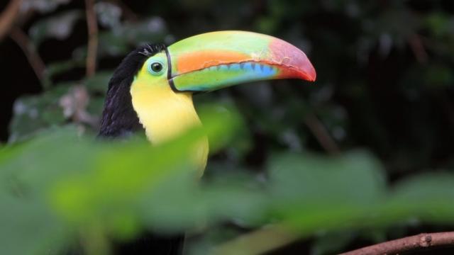 Toucan A Carene au Parc des Oiseaux