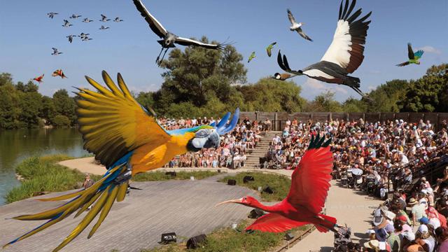 Spectacle des oiseaux en plein vol