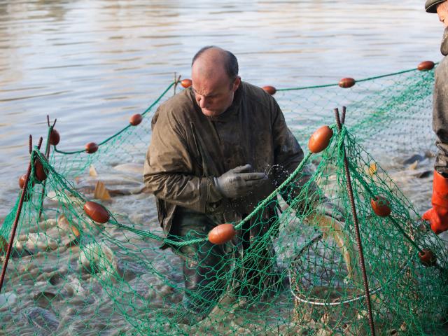 Journee peche etang de la Dombes (Ain)