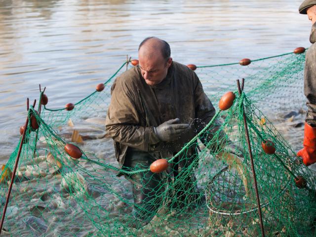 Journee peche etang de la Dombes (Ain)