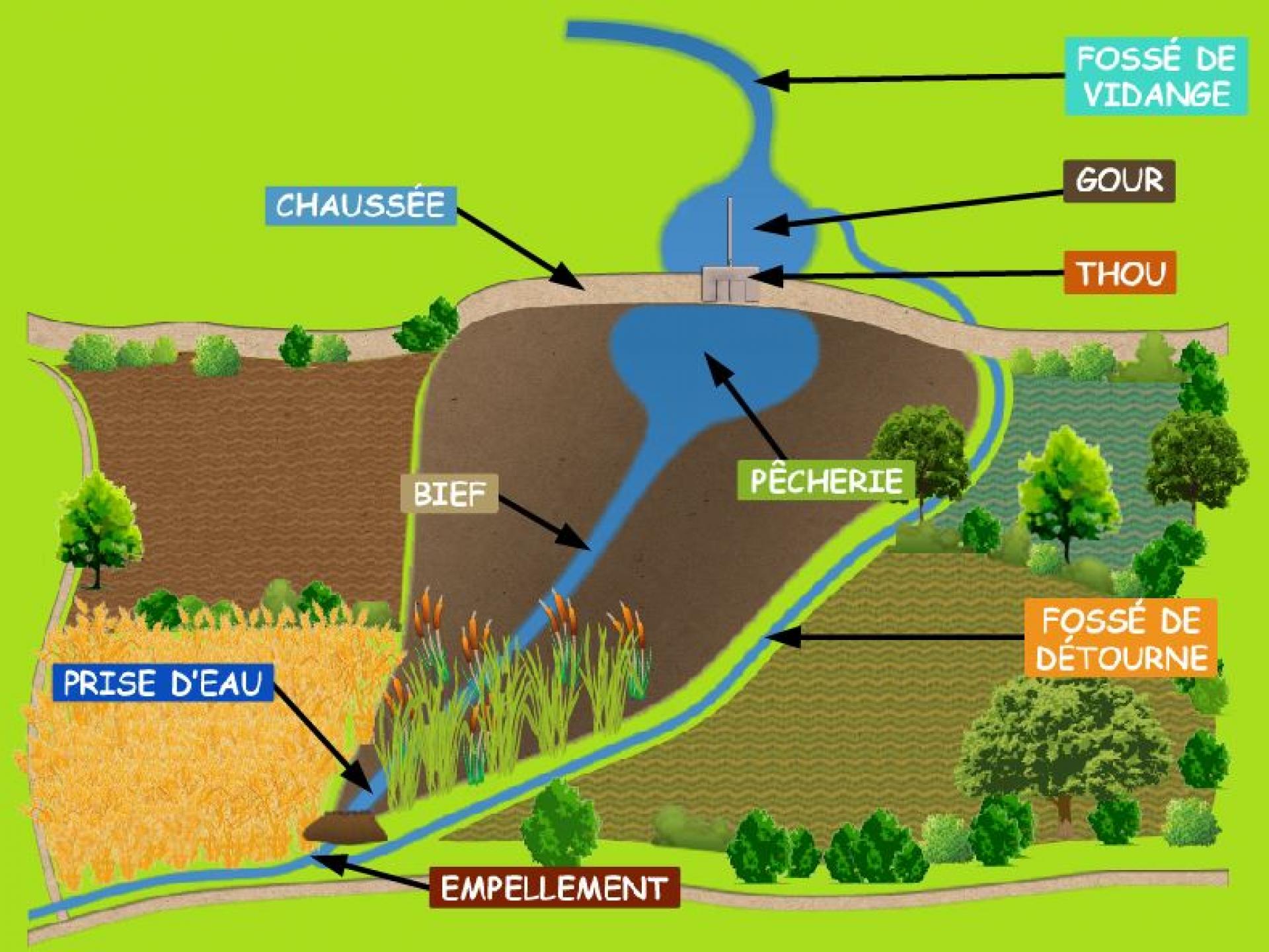 Le fonctionnement des étangs Dombes Tourisme Office de Tourisme