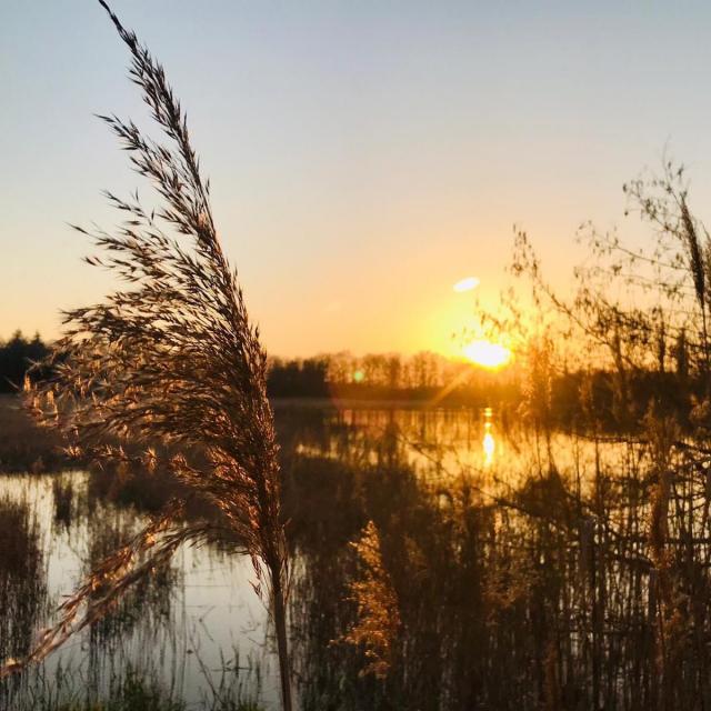 Etangs de Dombes au coucher du soleil