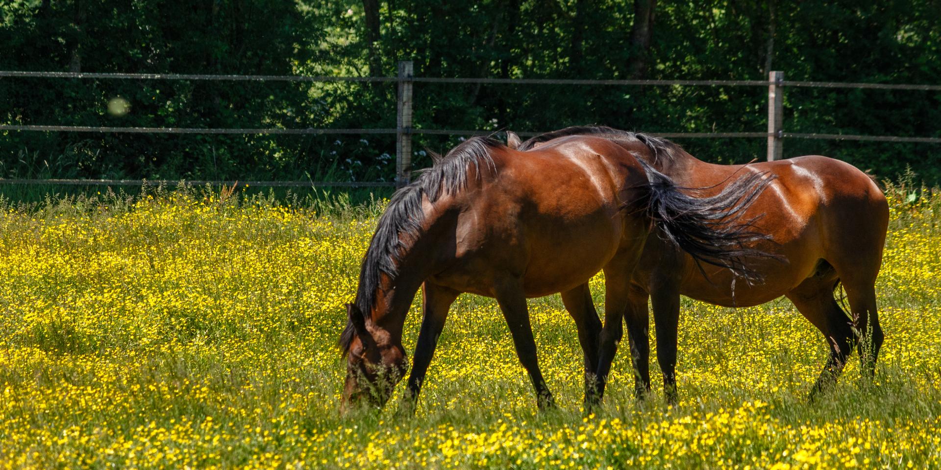 Chevaux en Dombes pré fleuri