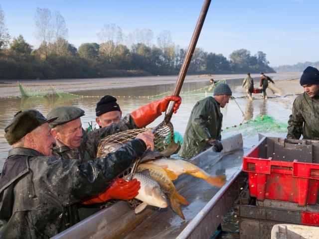 Journee peche etang de la Dombes (Ain)