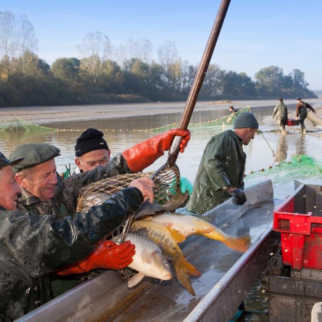 Dombes : Des pêches d'étangs qui font mouche auprès du grand public#  #Élevage# - ##