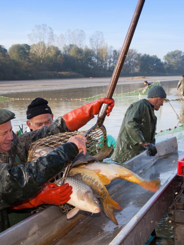 Journee peche etang de la Dombes (Ain)
