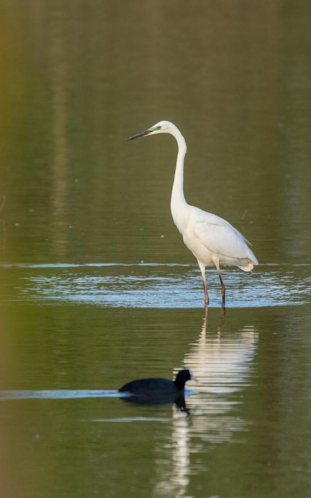 grande-aigrette.jpg