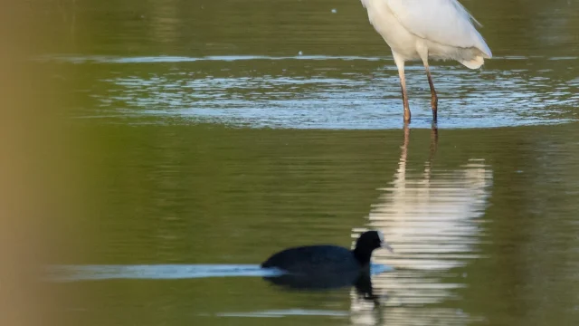 grande-aigrette.jpg