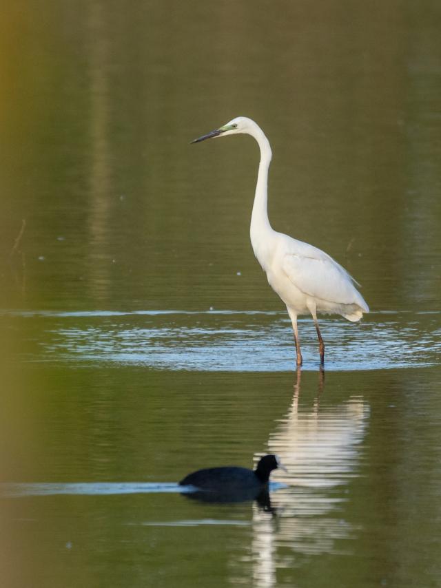 grande-aigrette.jpg