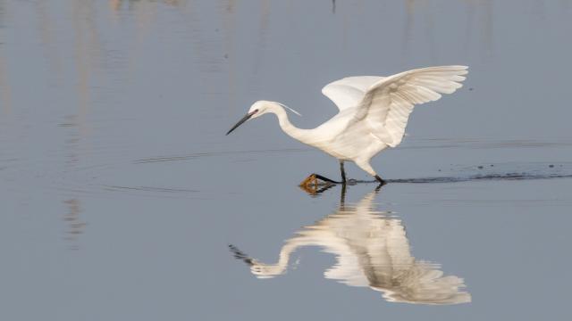Aigrette-garzette.jpg