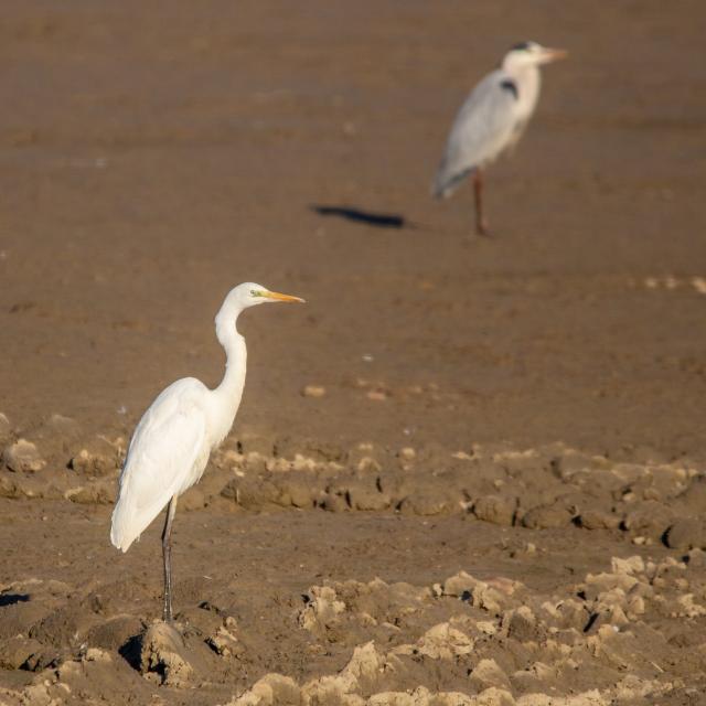 Grande Aigrette